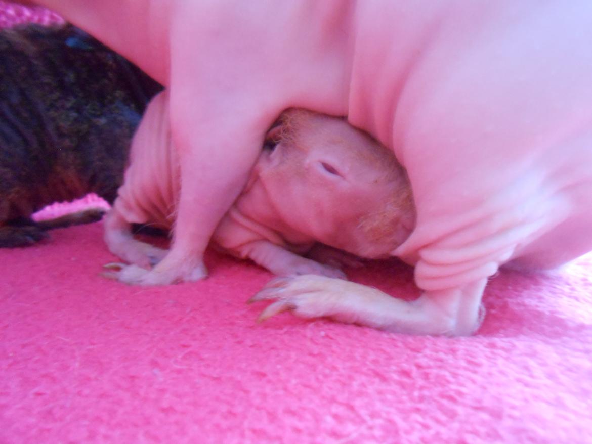 Marsvin - Pinkies Absalon - 2 døgn billede 7