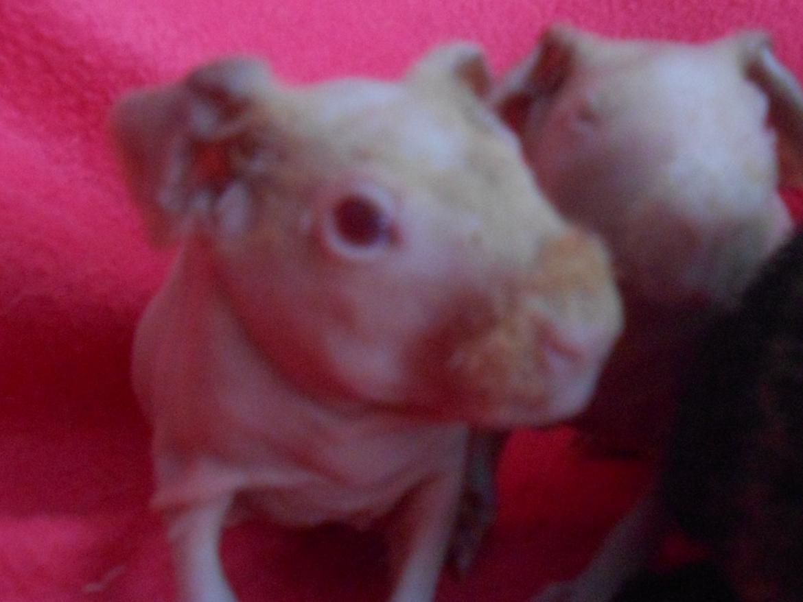 Marsvin - Pinkies Absalon - 2 døgn billede 2