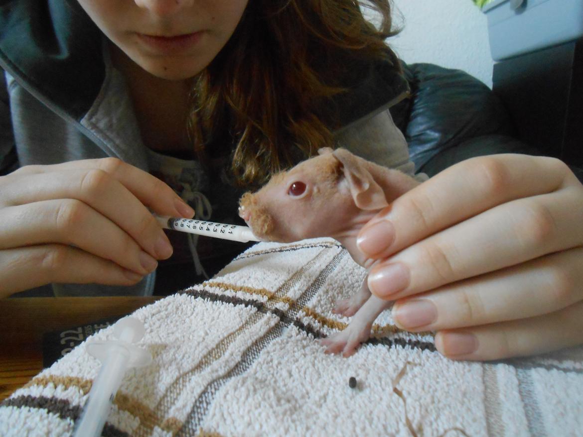 Marsvin - Pinkies Absalon - 2 døgn billede 8