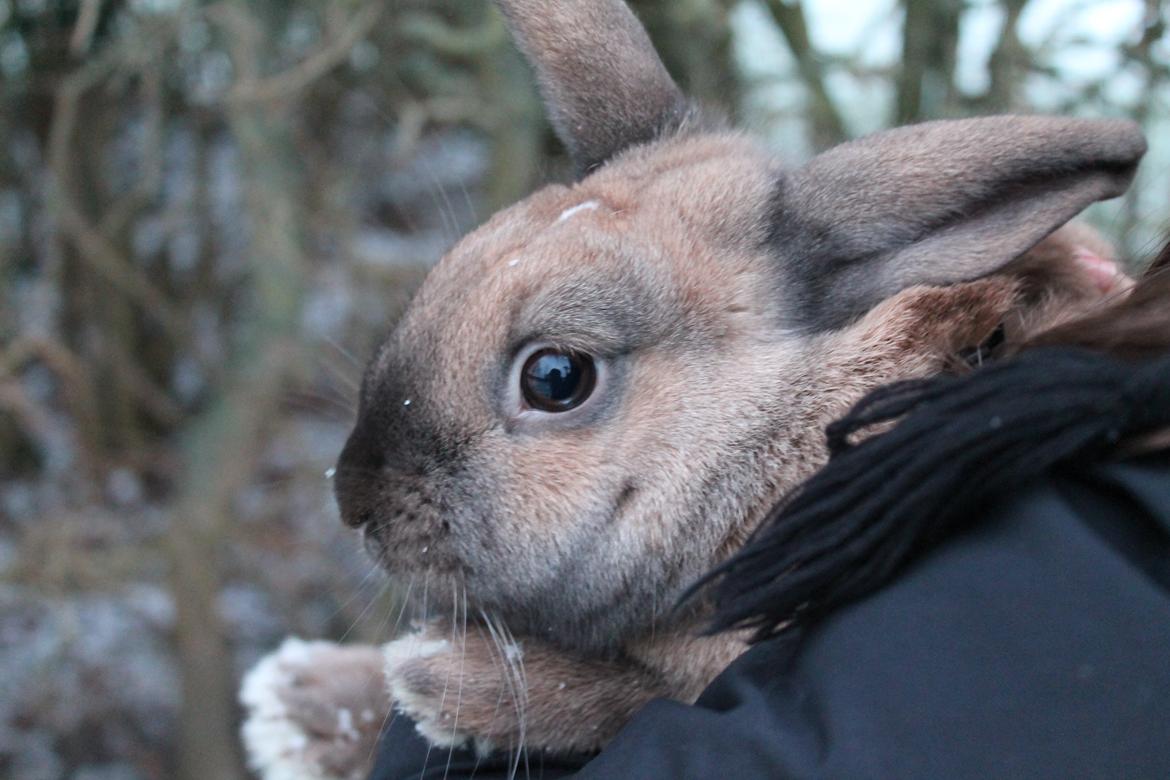 Kanin Kiwi - Du dejlig ♥ | Januar 2013 [Foto: Mig] billede 1