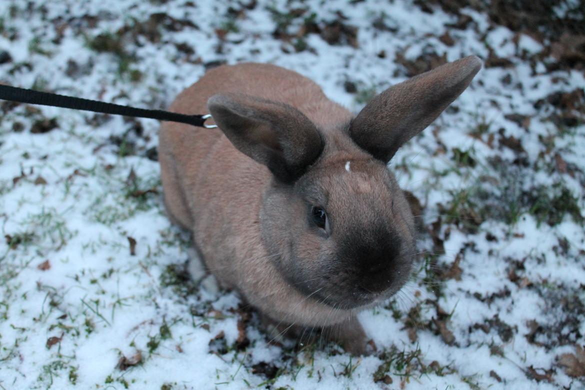 Kanin Kiwi - Den sødeste ♥ | Januar 2013 [Foto: Mig] billede 2