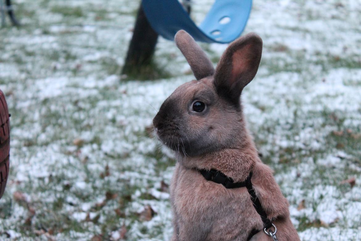 Kanin Kiwi - Er der noget spænende, Kiwi ? ♥ | Januar 2013 [Foto: Mig] billede 3