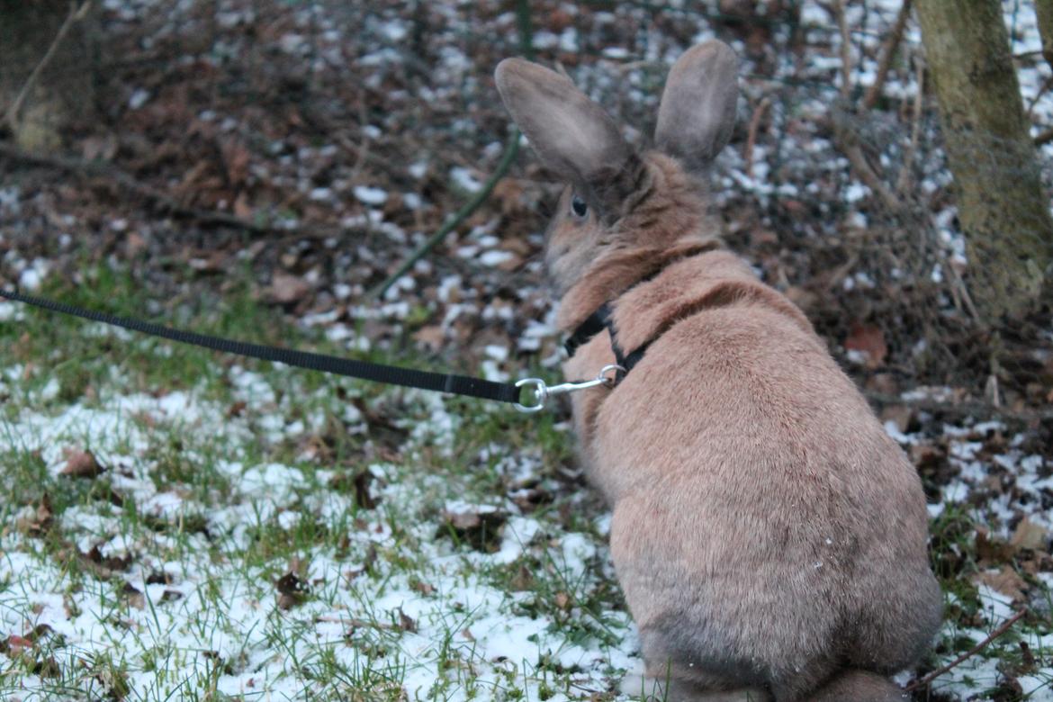 Kanin Kiwi - Januar 2013 [Foto: Mig] billede 4