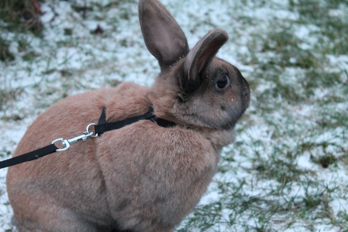 Kanin Kiwi - Januar 2013 [Foto: Mig] billede 5