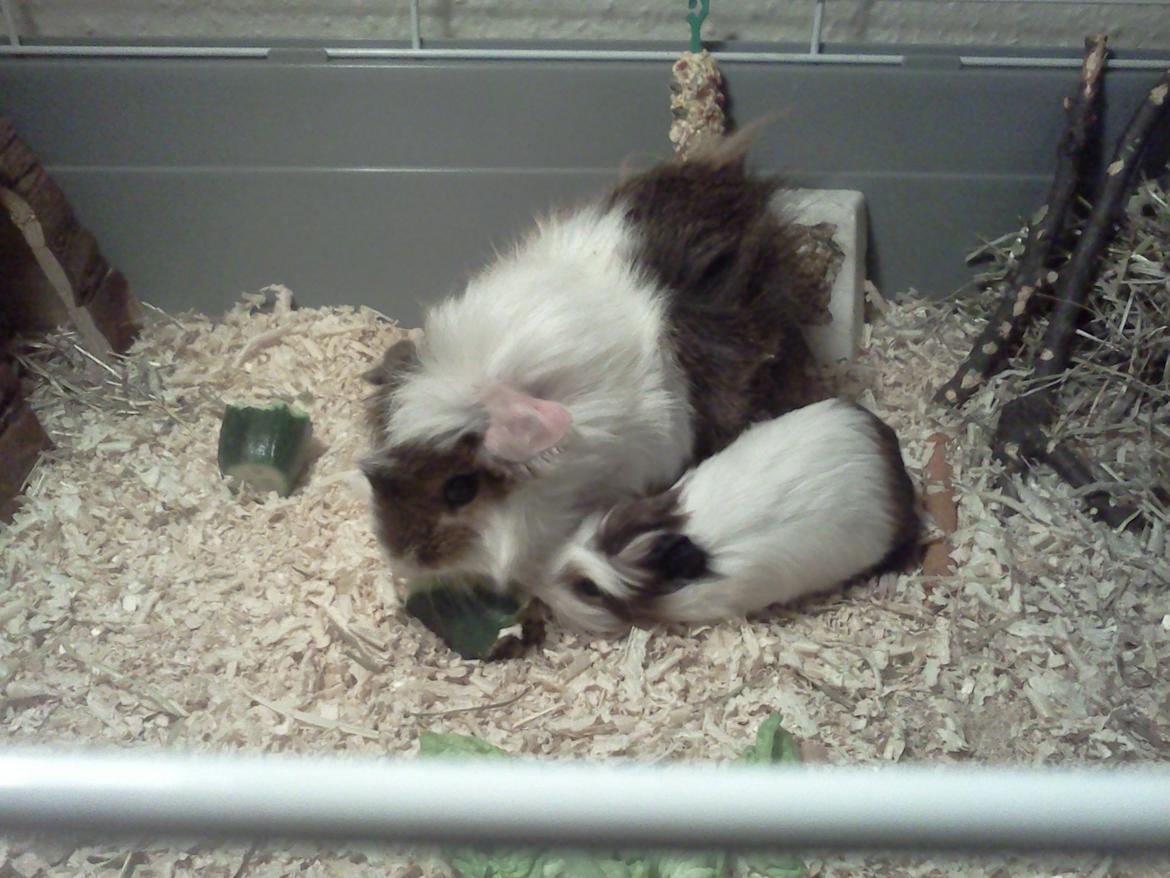 Marsvin Batman - Sammen med Bumle (R:I:P) som var det lækreste lille svin <3 billede 3