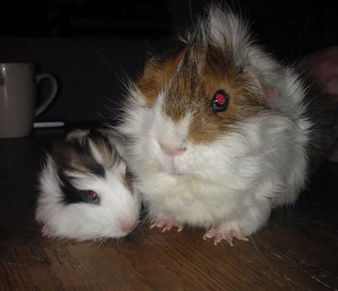 Marsvin Batman - Batman med sin gamle ven Bumle (R:I:P) <3 billede 4