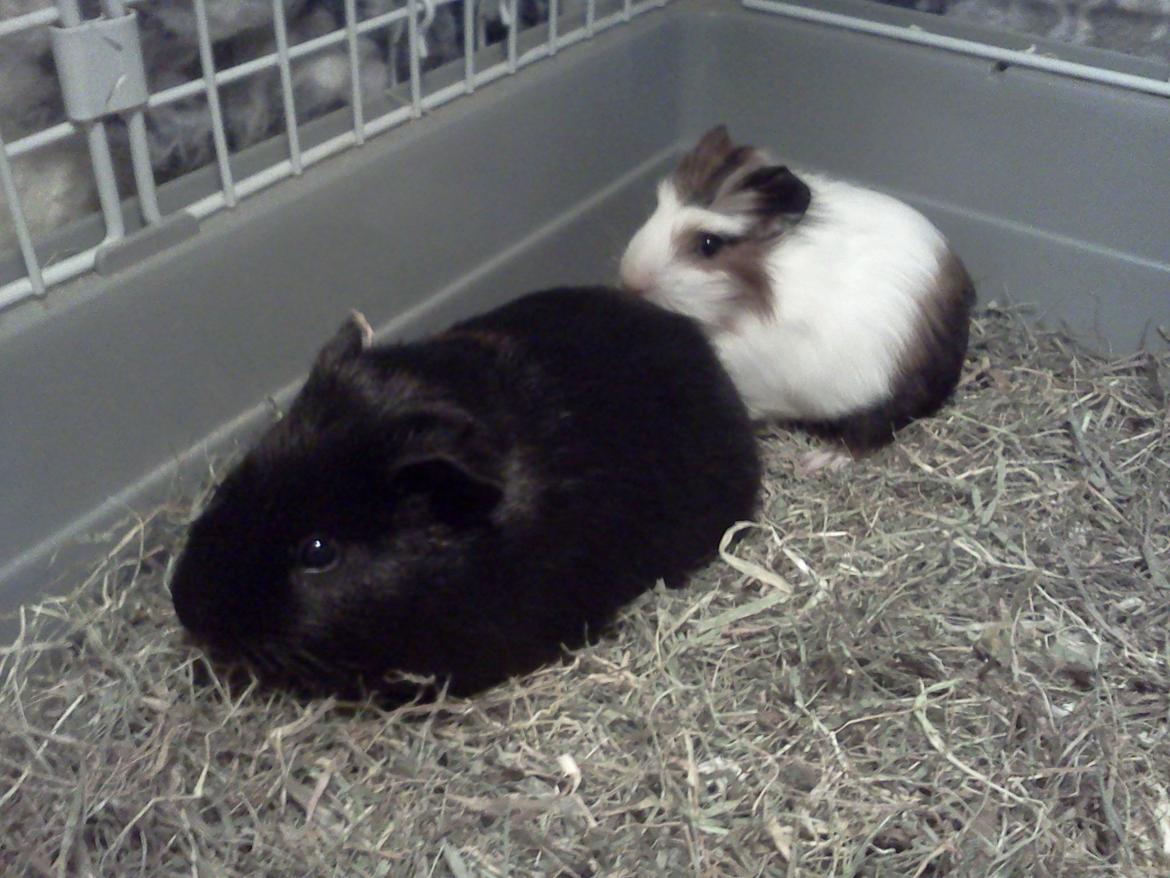 Marsvin Batman - Batman og Robin, desværre passede de 2 slet ik sammen  billede 5