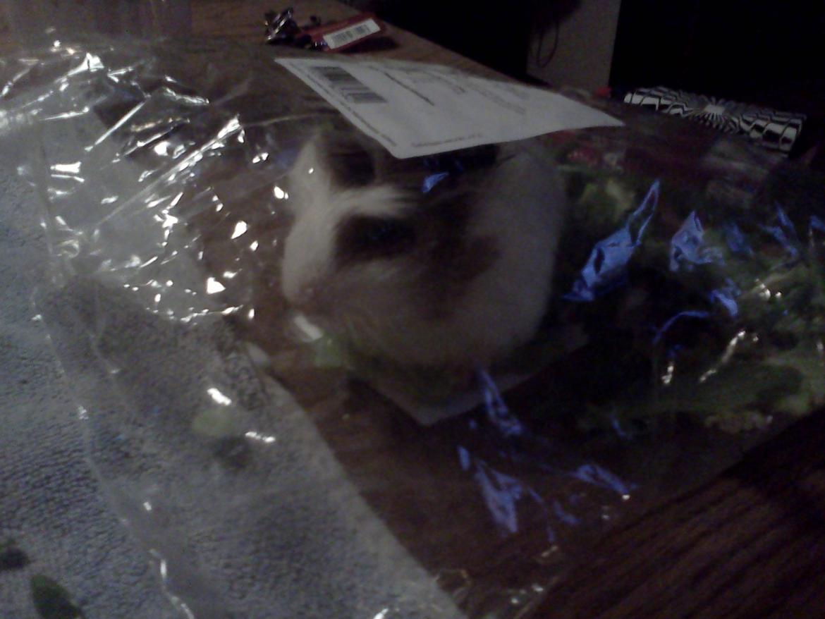 Marsvin Batman - Ja ja, man kan jo også bare kravle ind i salatposen, det er jo meget nemmere ;-) billede 6