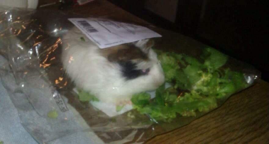 Marsvin Batman billede 7