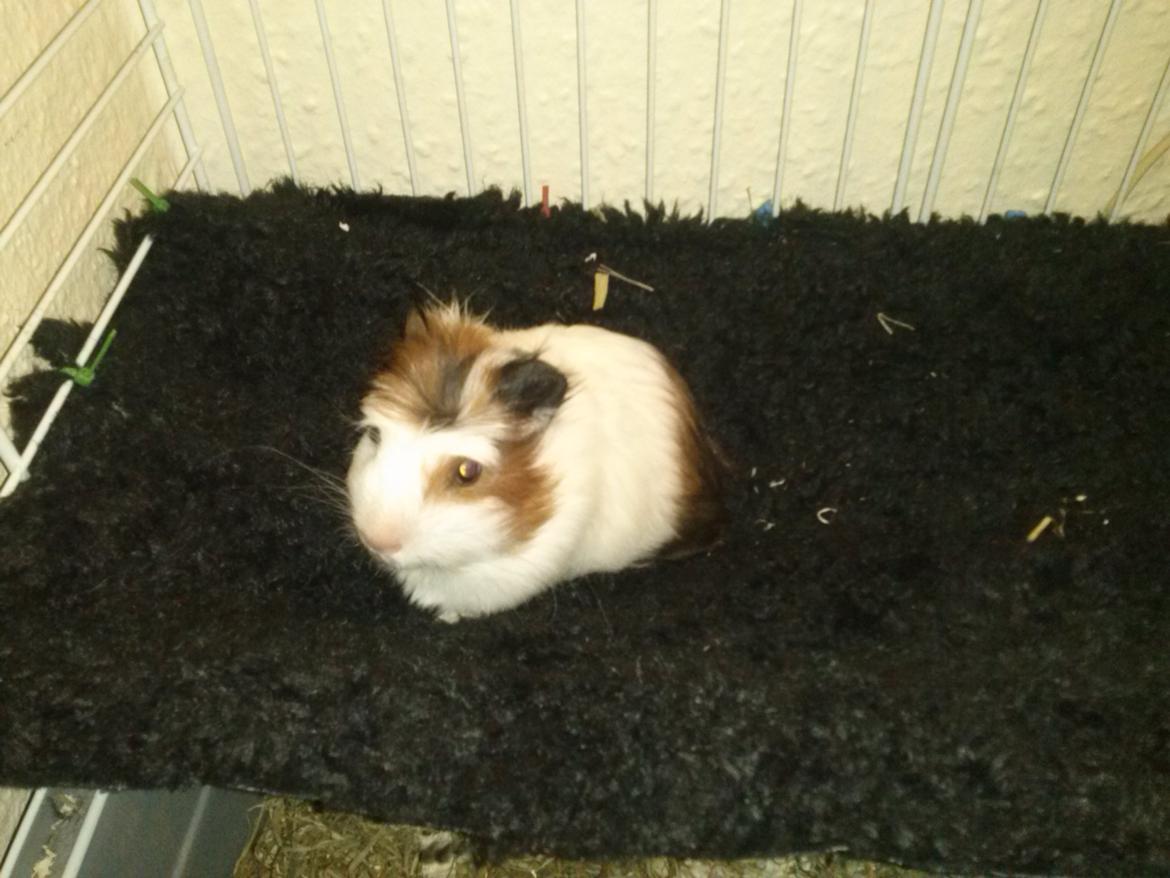 Marsvin Batman billede 8