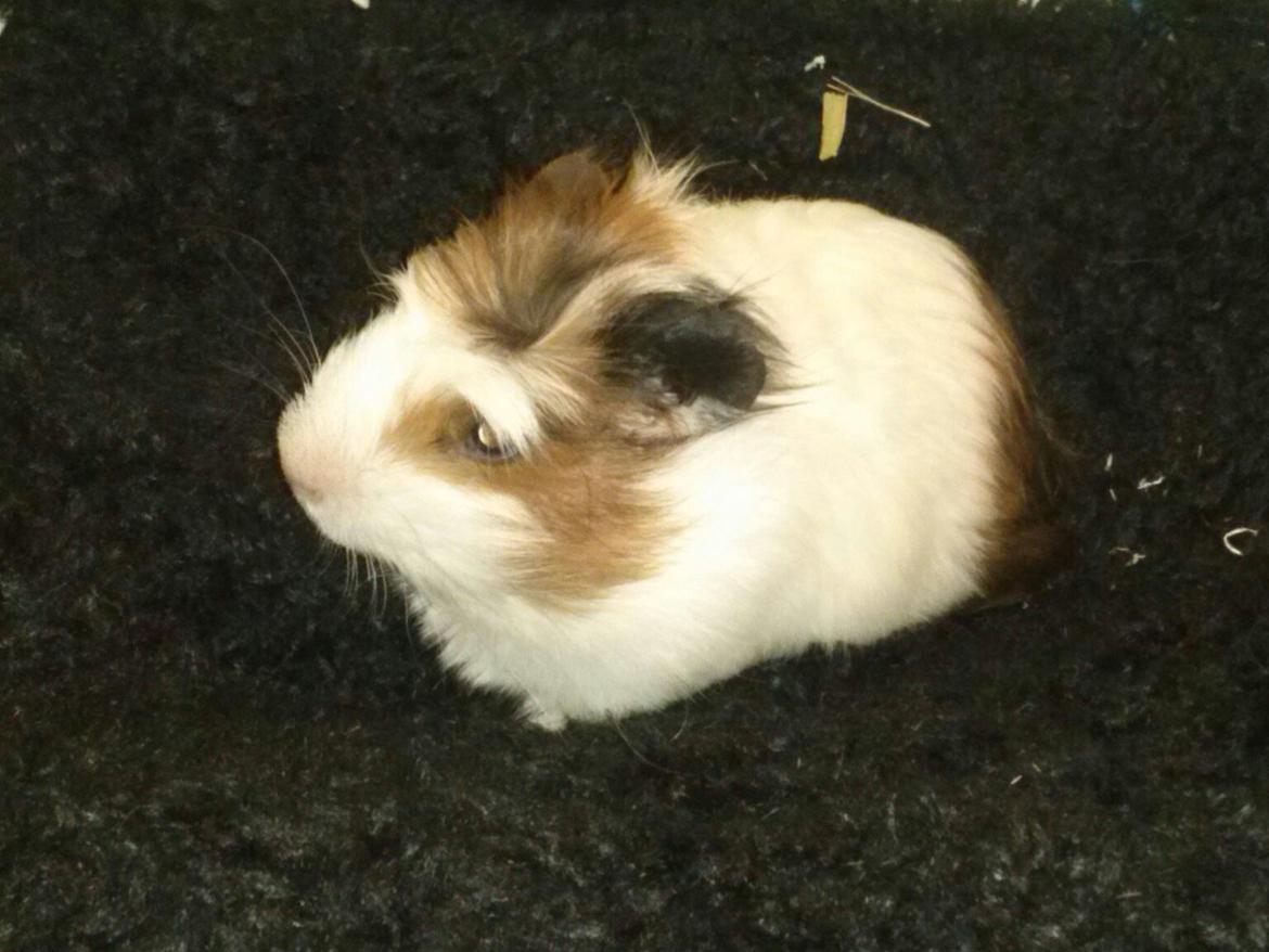 Marsvin Batman billede 2