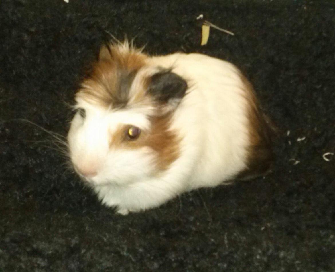 Marsvin Batman - Lille Batman i sin hængekøje :-) billede 1