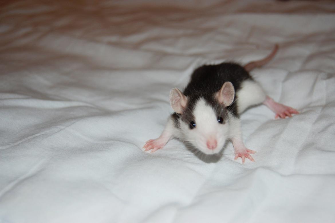 Tamrotte | Lexie billede 5