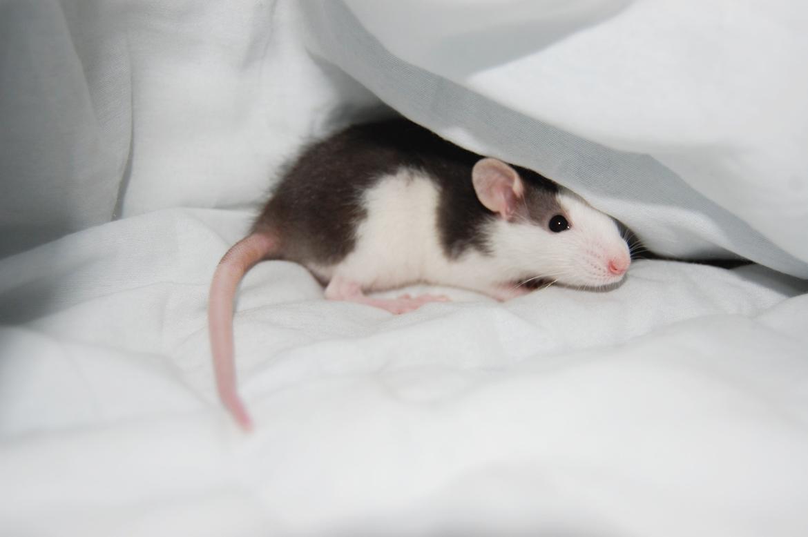 Tamrotte | Lexie billede 4