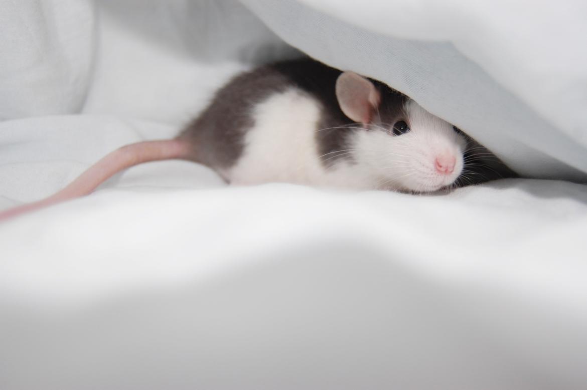 Tamrotte | Lexie billede 2