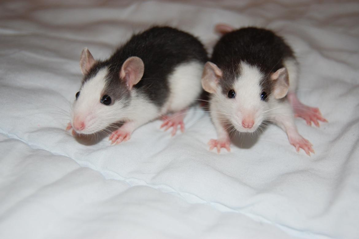 Tamrotte | Lexie billede 9