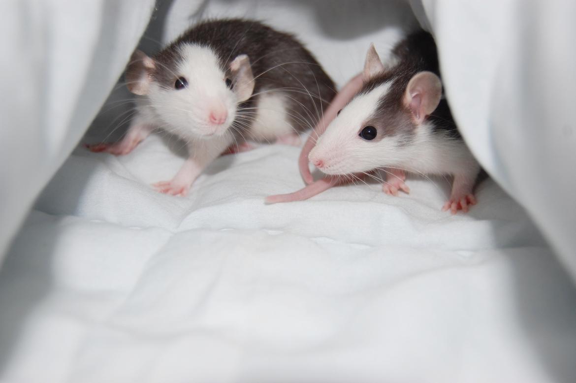 Tamrotte | Lexie billede 13