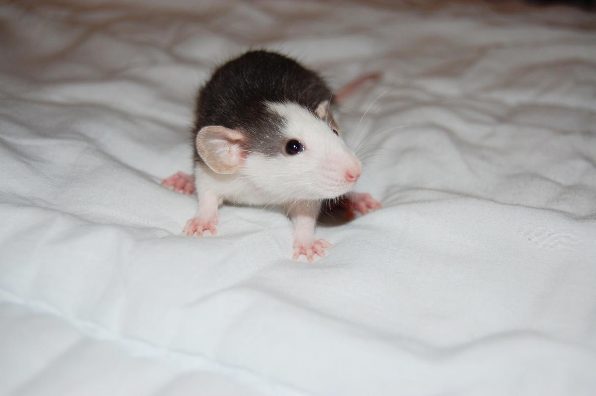 Tamrotte | Madonna billede 2