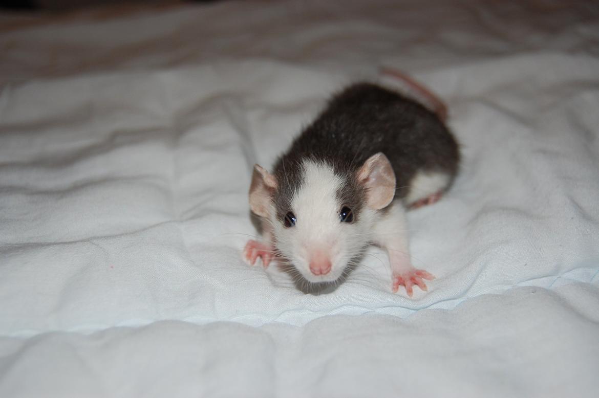 Tamrotte | Madonna billede 3