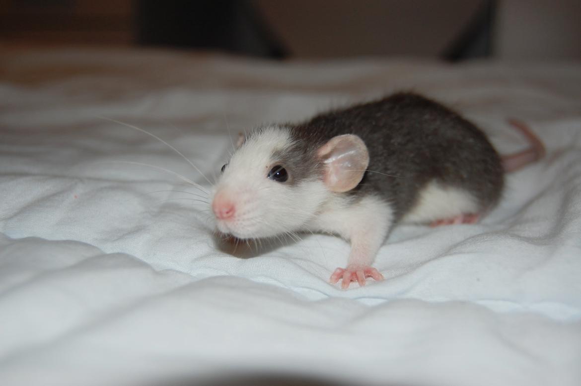 Tamrotte | Madonna billede 4