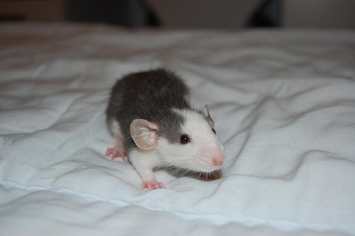 Tamrotte | Madonna billede 7