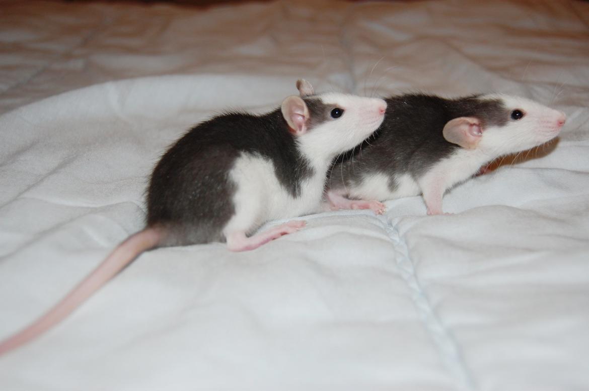 Tamrotte | Madonna billede 10