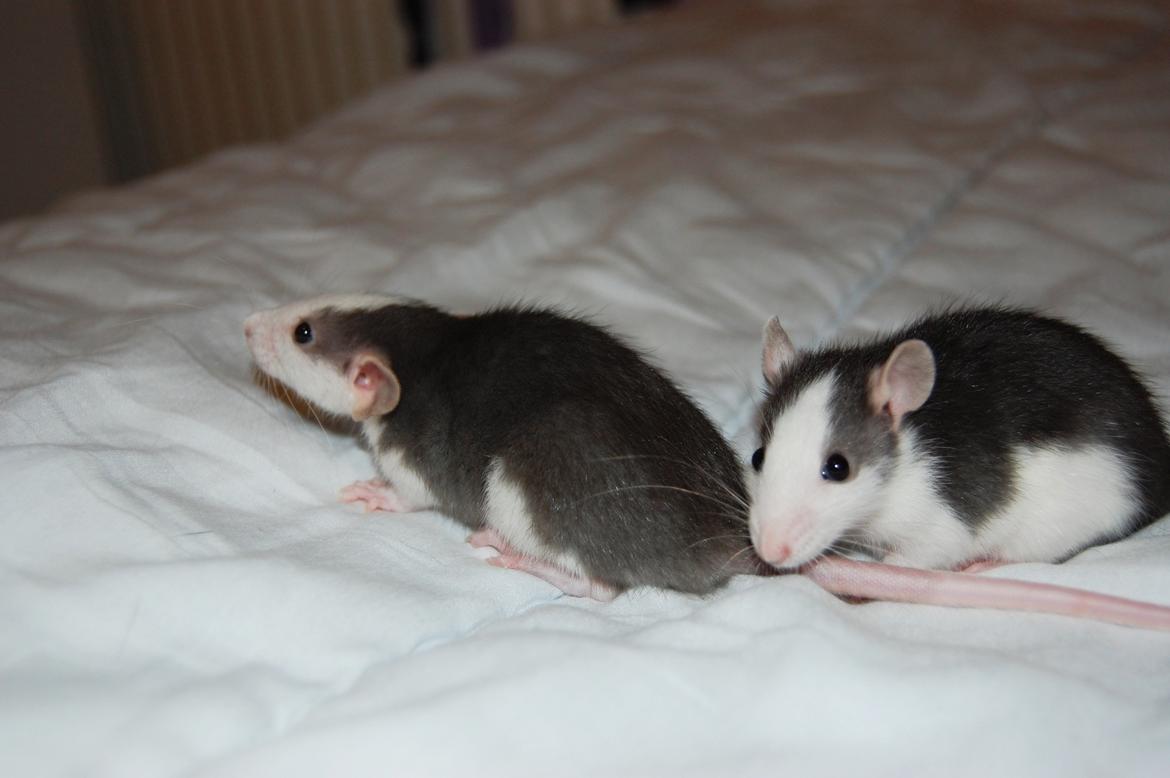 Tamrotte | Madonna billede 11