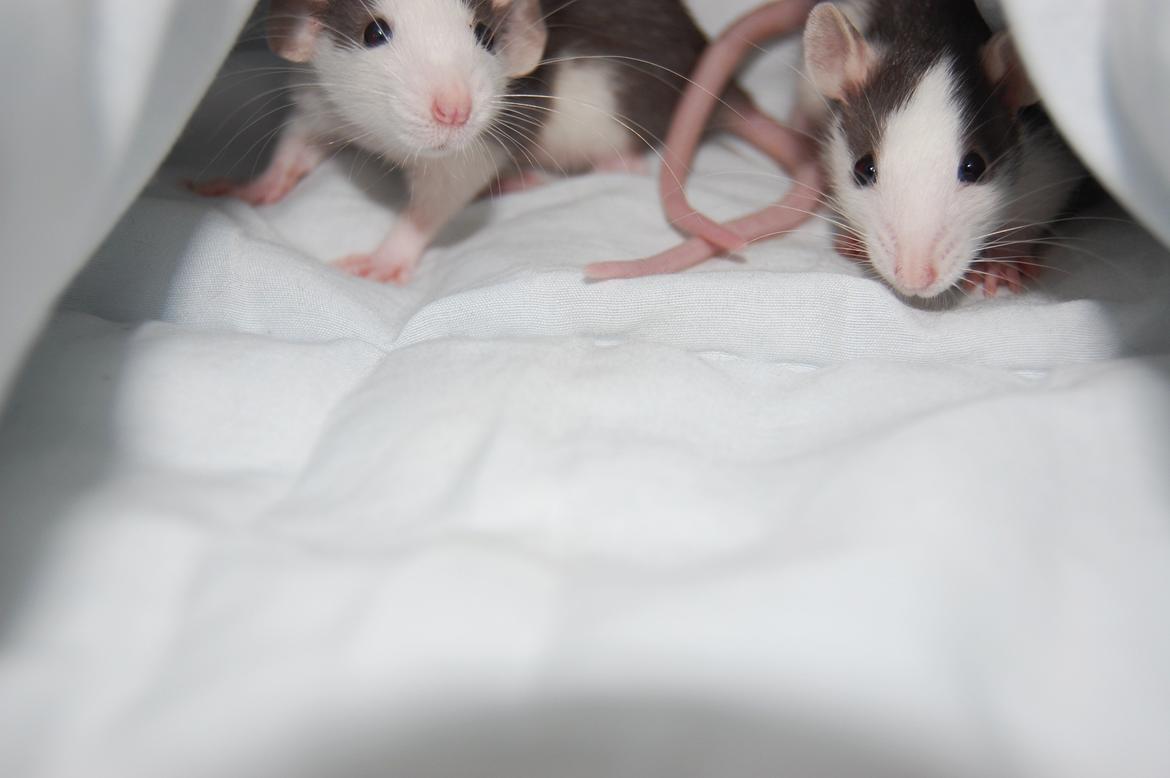 Tamrotte | Madonna billede 13