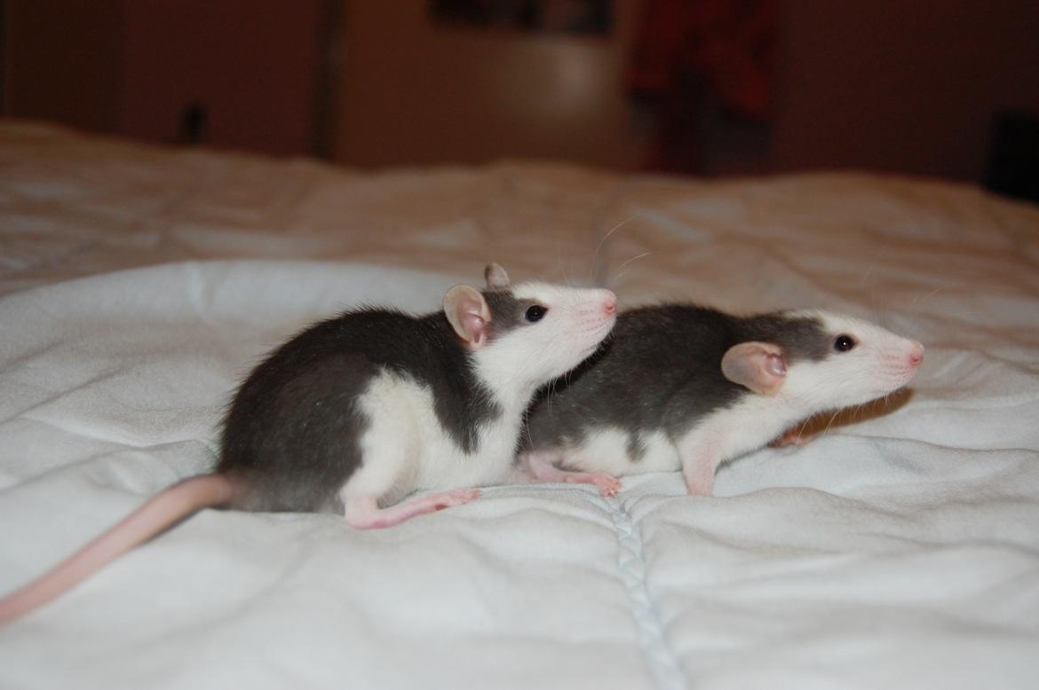 Tamrotte | Madonna billede 16