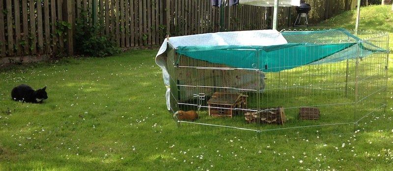 Marsvin Carlo billede 7