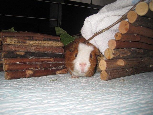 Marsvin Carlo billede 8