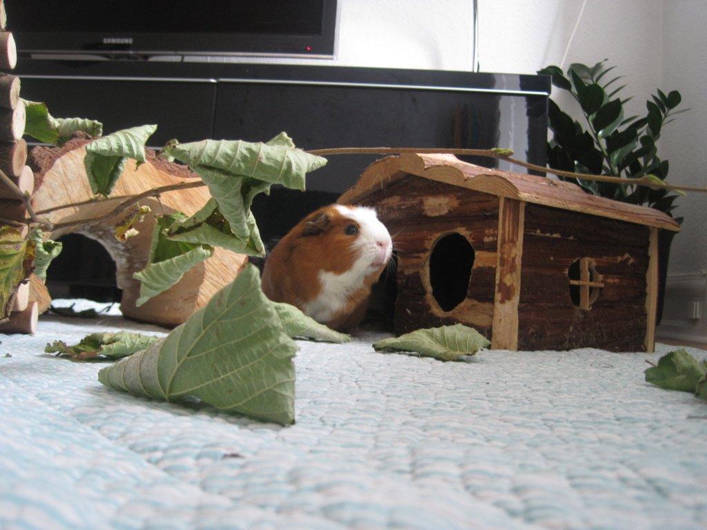 Marsvin Carlo billede 9