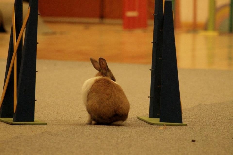 Kanin Bygholms Kiiro - Kiiro løs i hallen til Nustrup stævnet :D billede 10