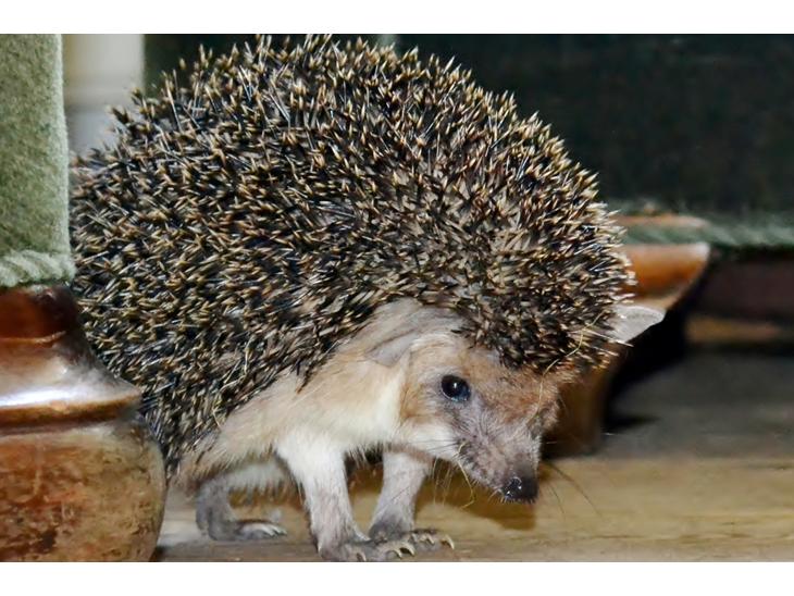 {{currentPhoto.altText}} billede {{currentPhoto.number}}