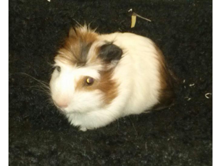 {{currentPhoto.altText}} billede {{currentPhoto.number}}