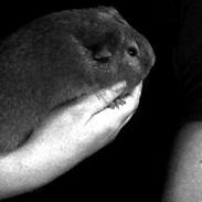 Marsvin Rapunzels Coco karamel