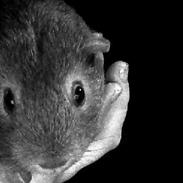 Marsvin Rapunzels Coco karamel