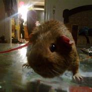 Marsvin Rapunzels Coco karamel