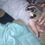 Sugar glider Buddha