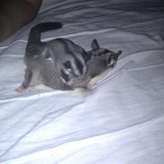 Sugar glider Buddha