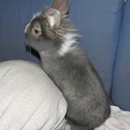 Kanin Pebbles *Pebbly*