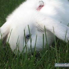 Kanin Stampestaldens Arthur