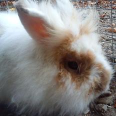 Kanin Nullerbullerbob (Angora)