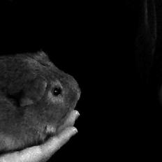 Marsvin Rapunzels Coco karamel