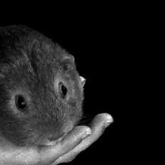 Marsvin Rapunzels Coco karamel