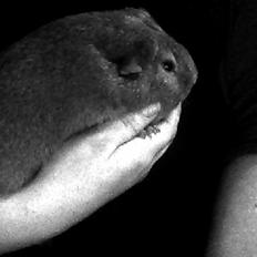 Marsvin Rapunzels Coco karamel