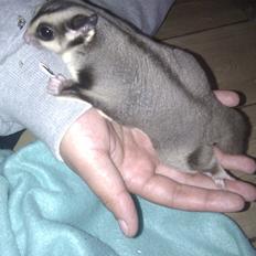 Sugar glider Buddha