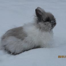 Kanin *Nala* <3