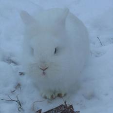 Kanin *Birkegades Snehvide* R.I.P <3
