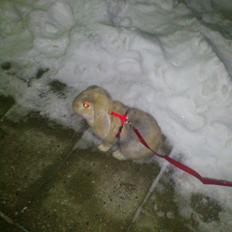 Kanin Charlotteager's Cocio [SAVNET]